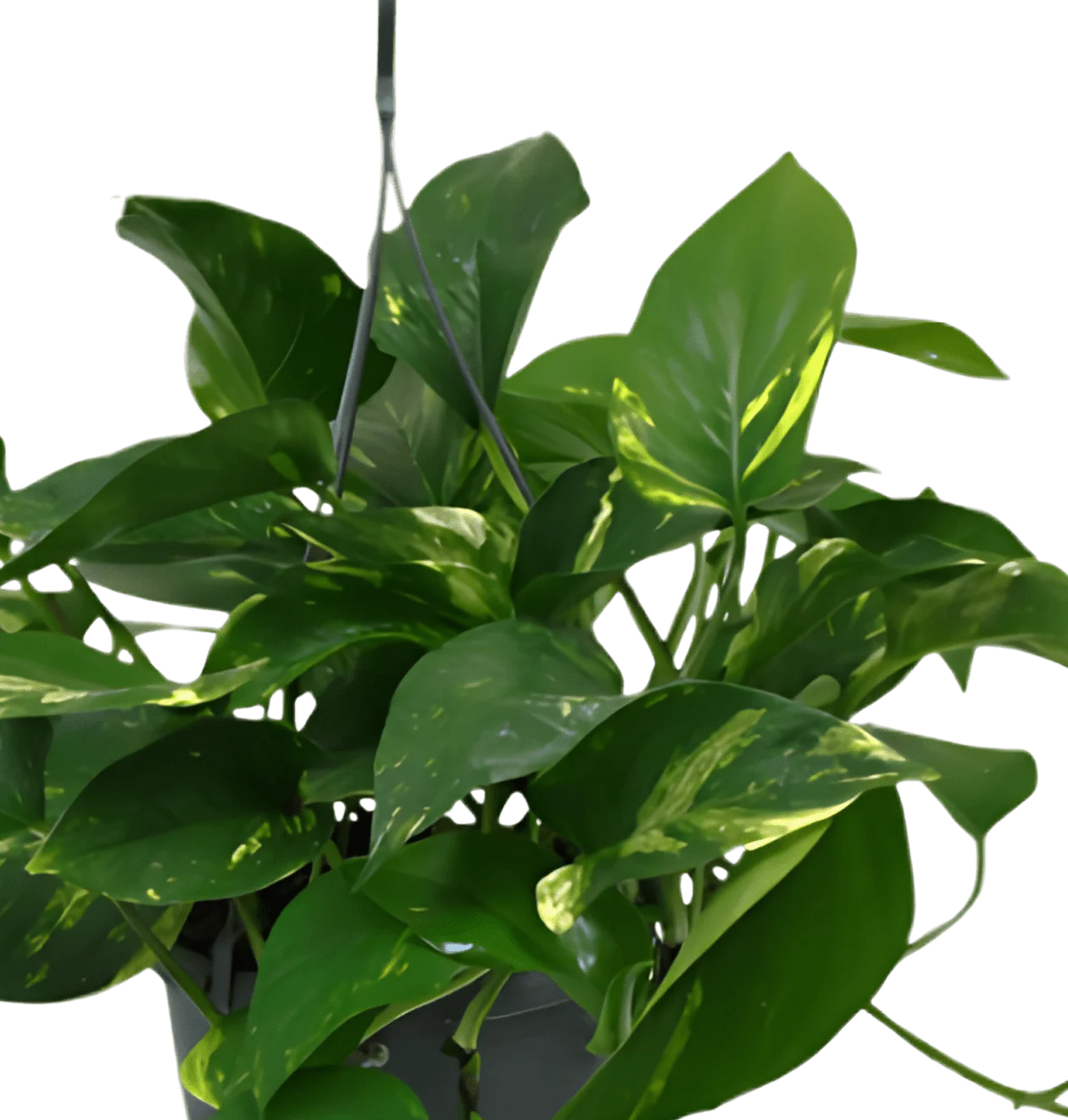 Efeutute (hängend) | 2er-Set | Epipremnum aureum | ca. 30-35 cm | Ø 12-15 cm Topf - Image 3