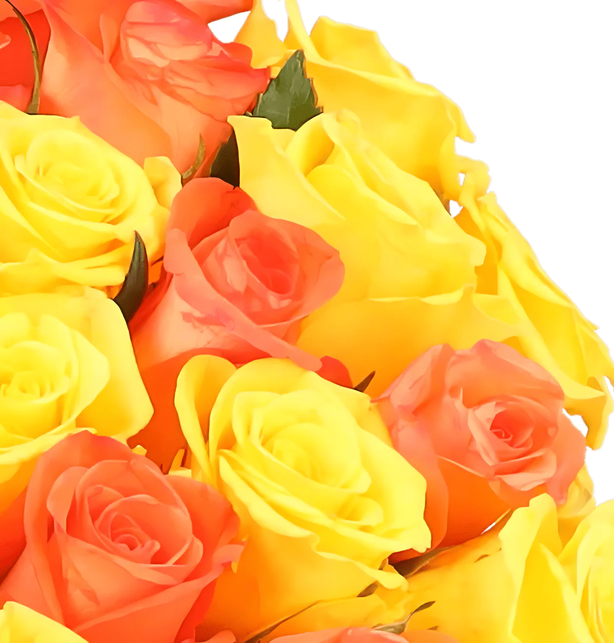 30 gelb orange Rosen - Image 2