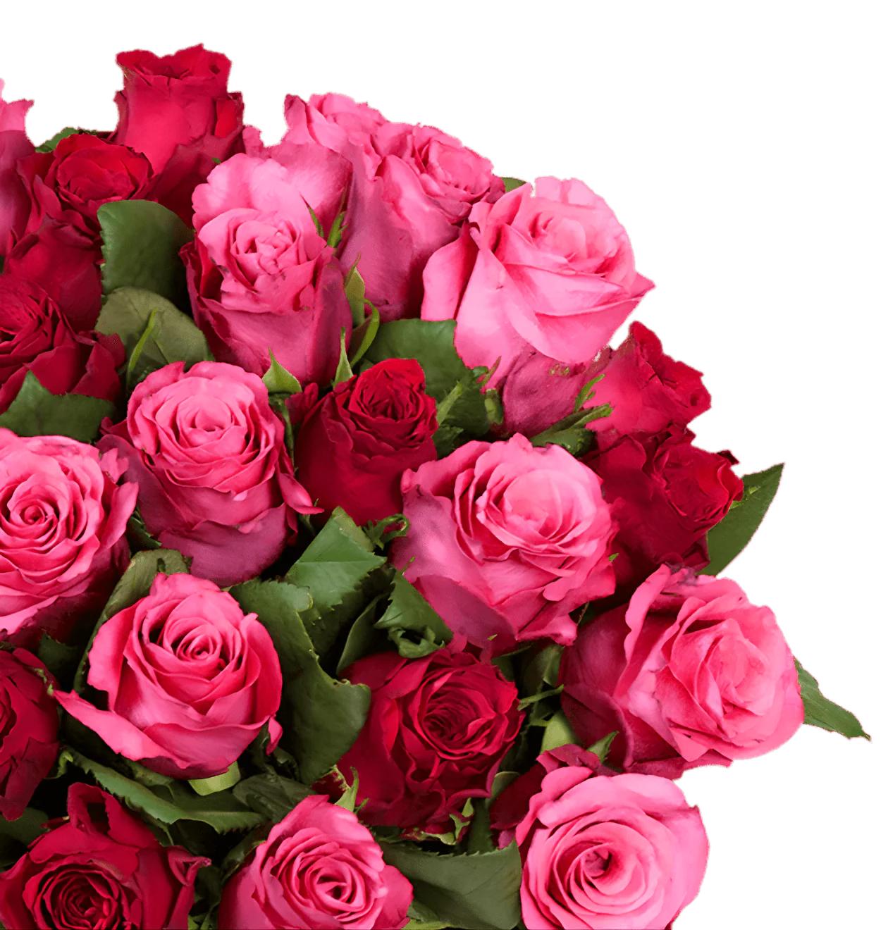30 Rosen - "Romantic Roses" - Image 2