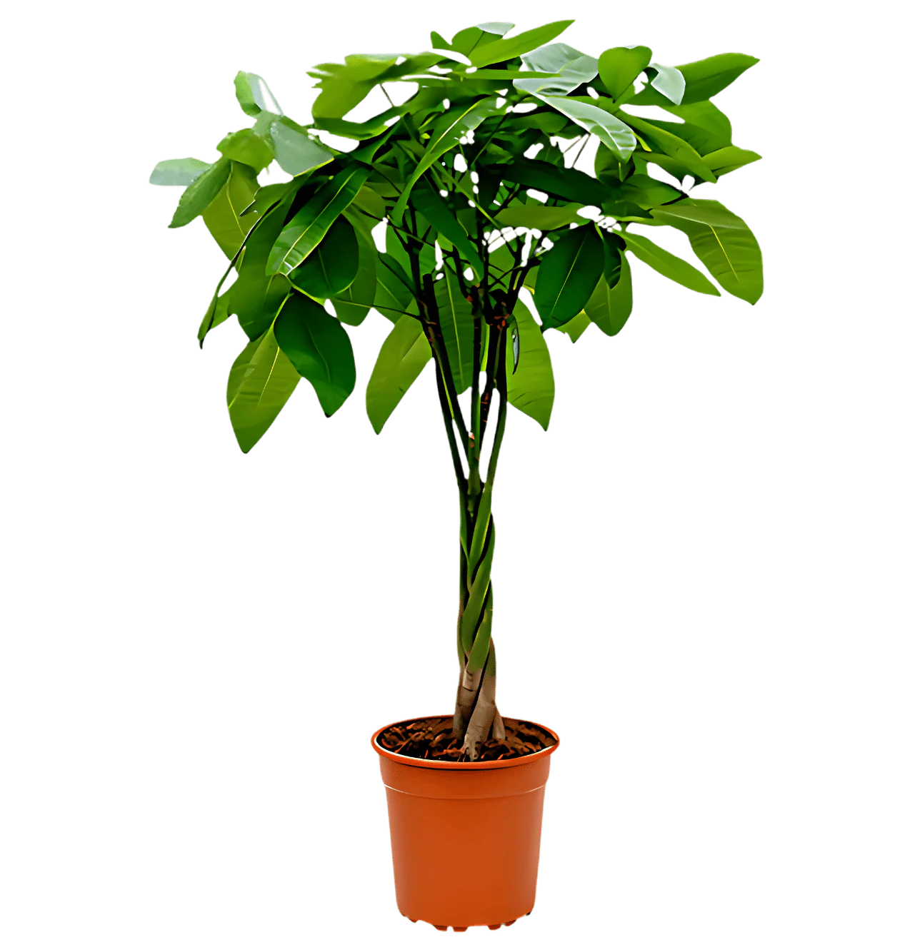 Zimmerpflanzen | 3er-Set | Monstera, Einblatt, Glückskastanie | ca. 45-65 cm | Ø 12-15 cm Topf - Image 4