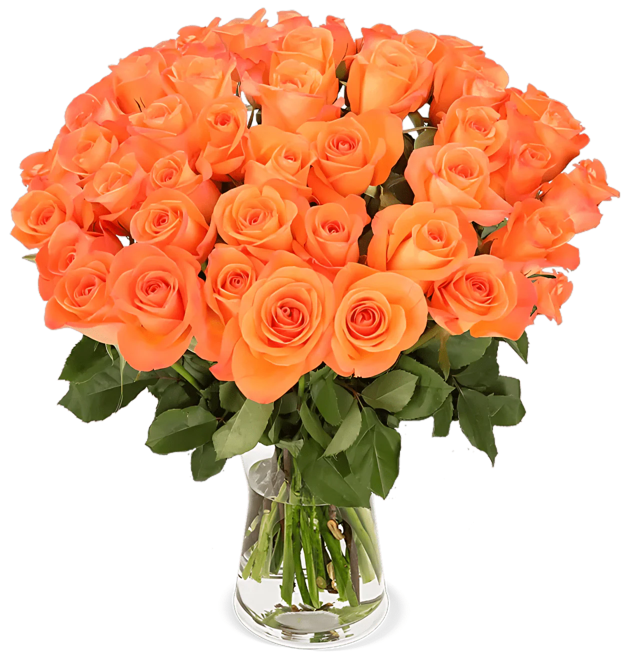 40 orange Rosen