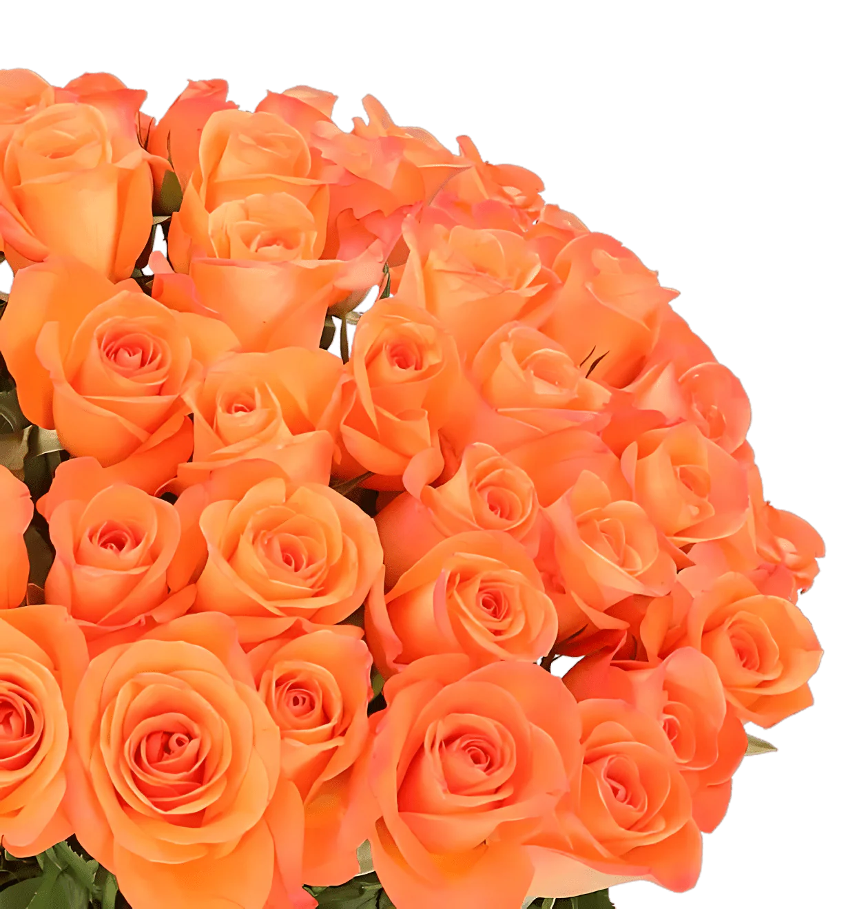 40 orange Rosen - Image 2