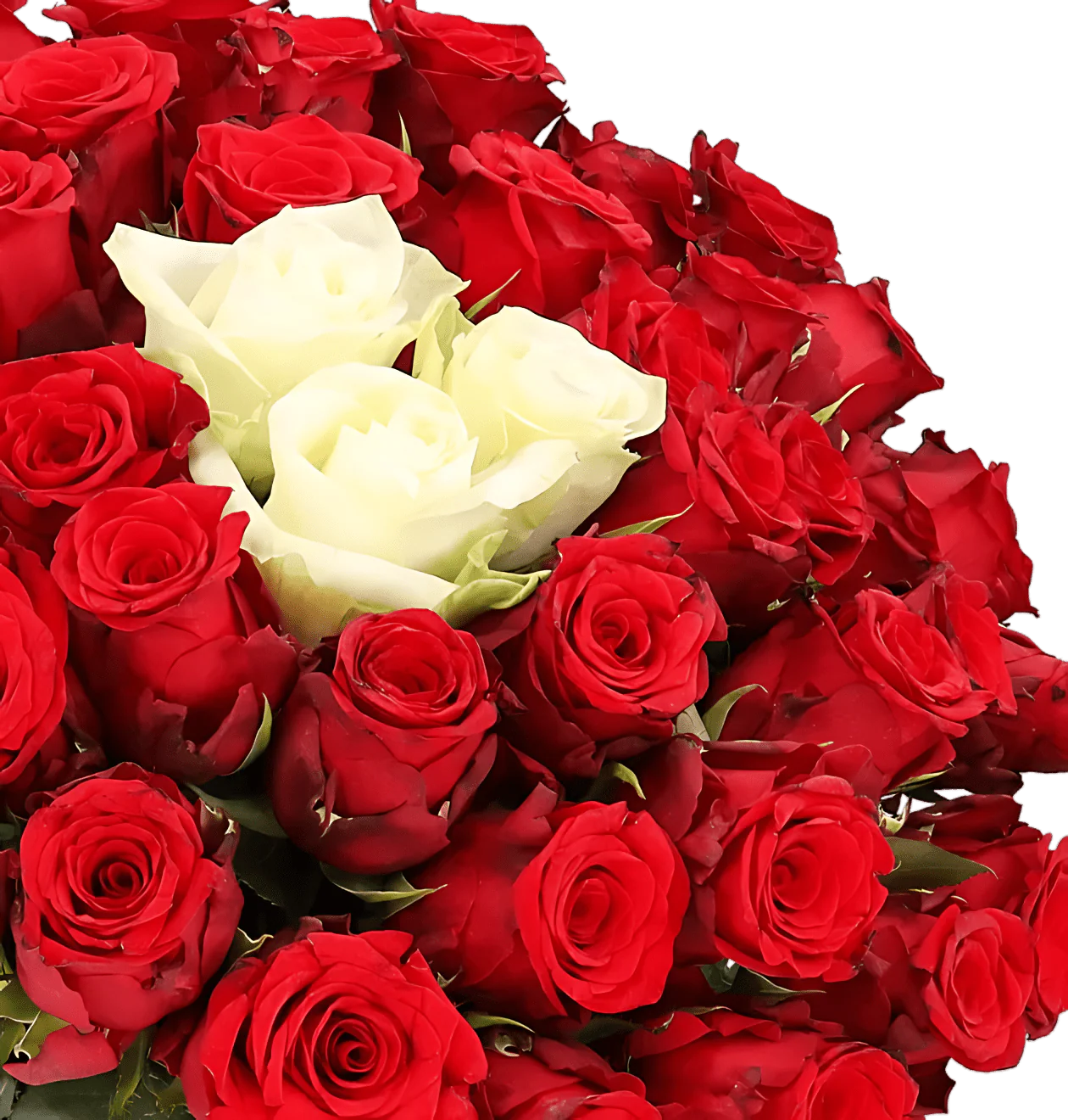 40 Rosen - “Sweetheart” - Image 2
