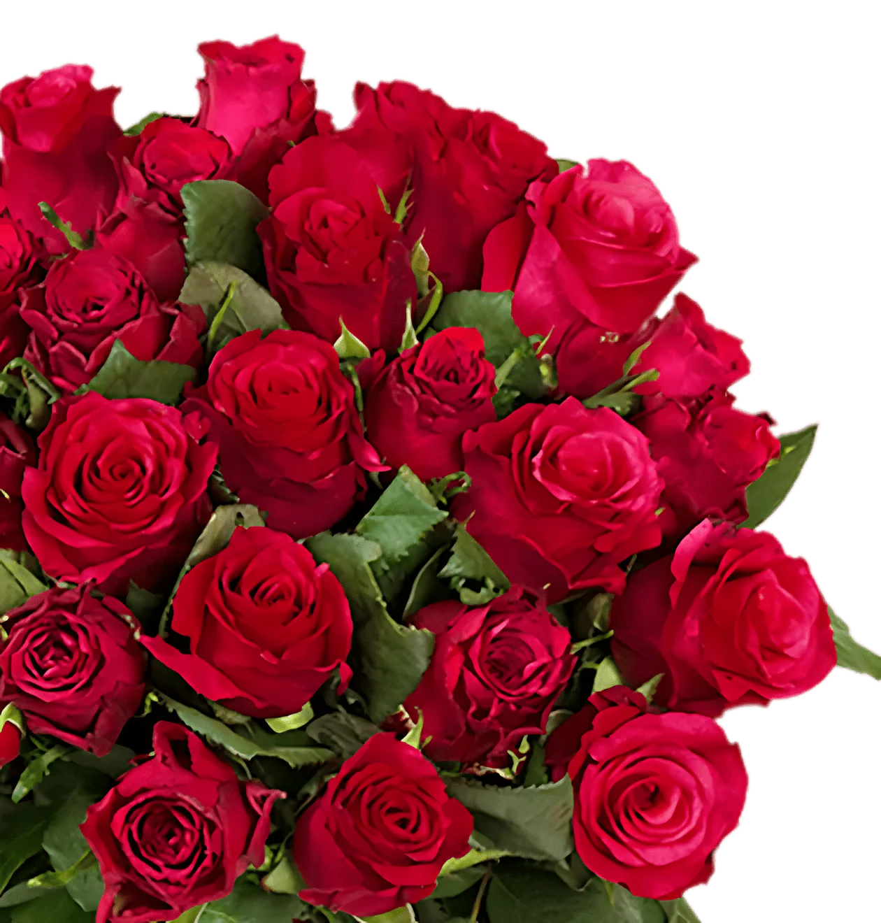 40 rote Rosen - Image 2