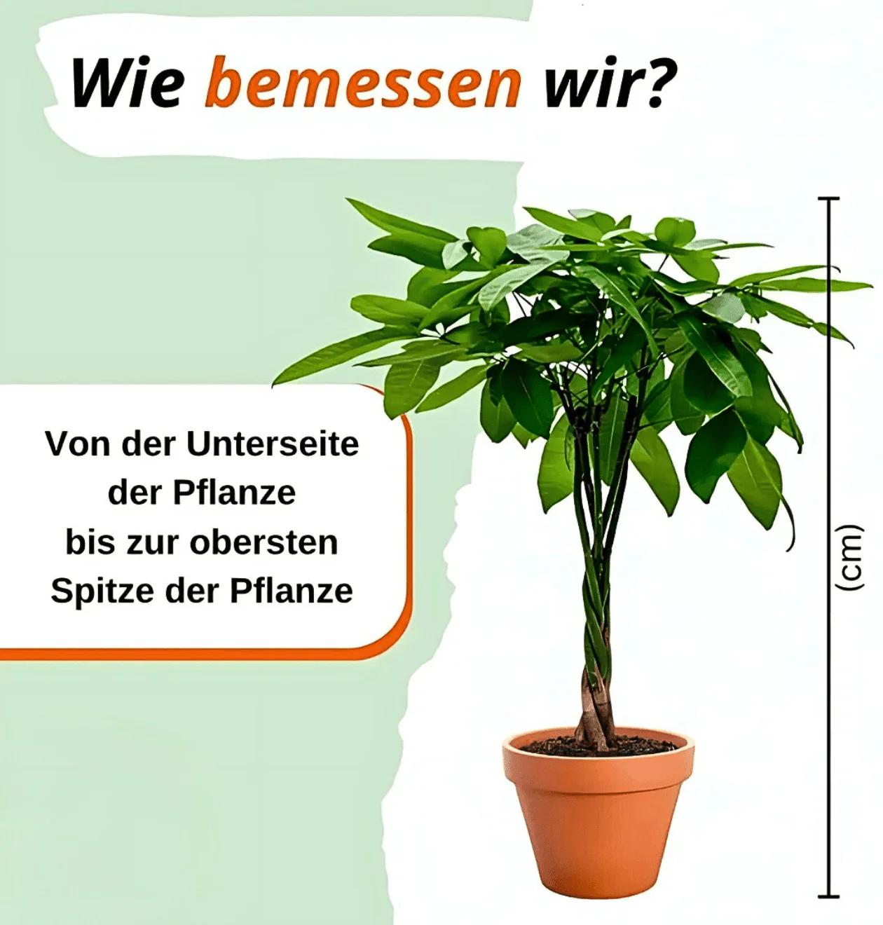 “EasyCare” Pflanzenset | 4er-Set | ca. 30-60 cm | Ø 12-15 cm Topf - Image 6