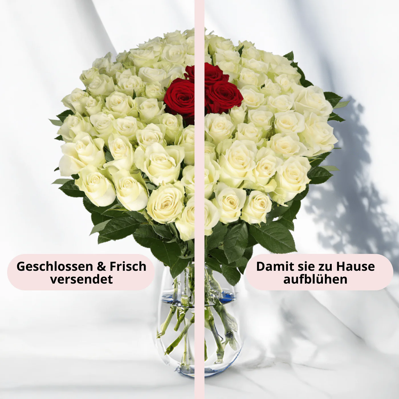 50 Rosen - "Nordlicht" - Image 2