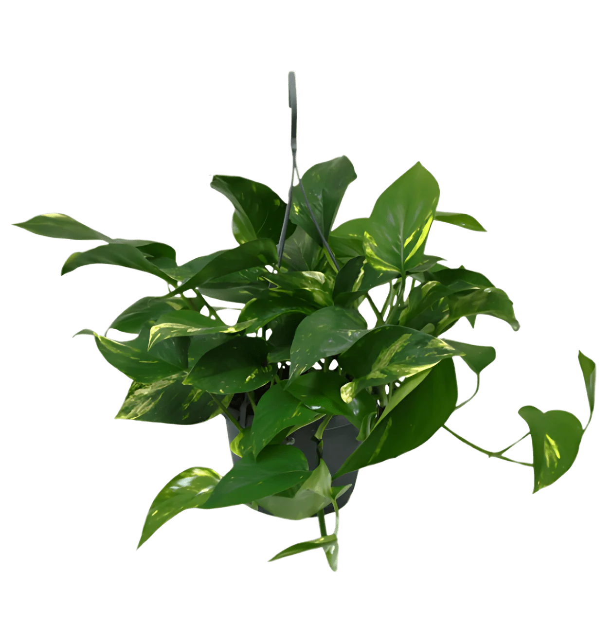 “EasyCare” Pflanzenset | 5er-Set | ca. 30-60 cm | Ø 12-15 cm Topf - Image 4