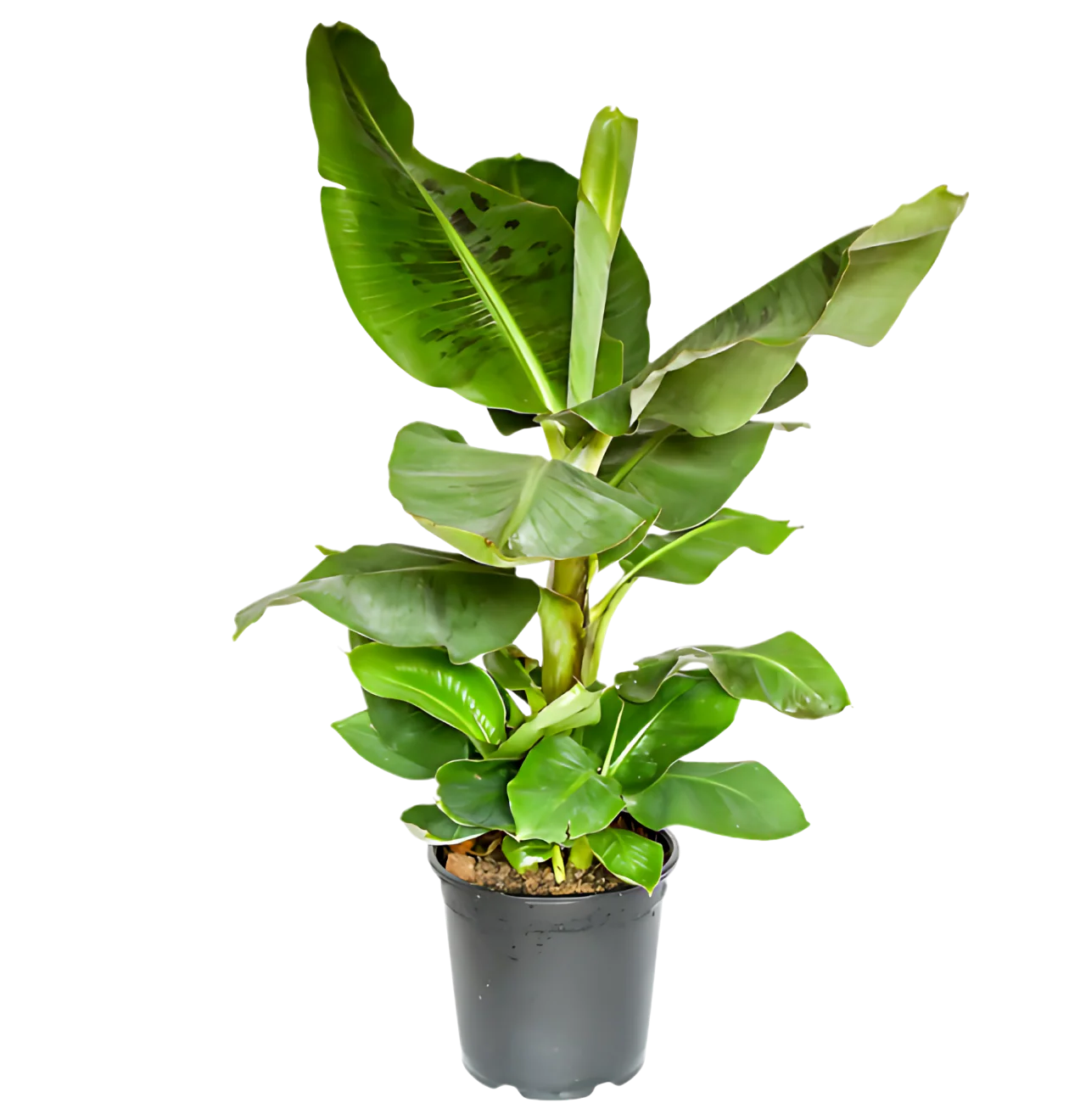 “Exotica” Pflanzenset | 5er-Set | ca. 25-50 cm | Ø 12-15 cm Topf - Image 4