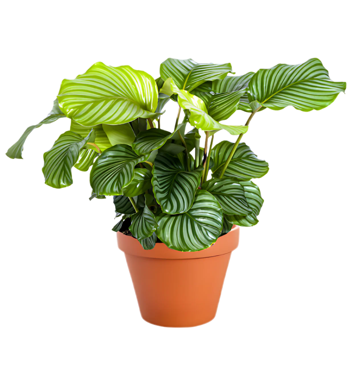 “Exotica” Pflanzenset | 5er-Set | ca. 25-50 cm | Ø 12-15 cm Topf - Image 5