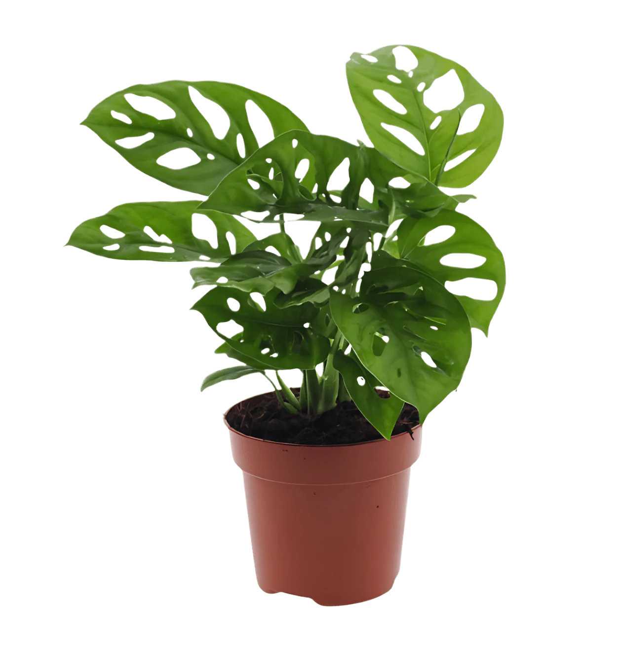 “Exotica” Pflanzenset | 5er-Set | ca. 25-50 cm | Ø 12-15 cm Topf - Image 6