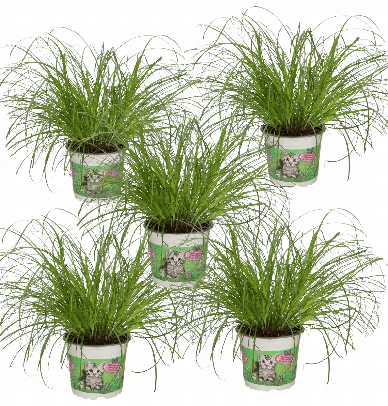 Katzengras | 5er-Set | Cyperus zumula | ca. 20-30 cm | Ø 12-15 cm Topf