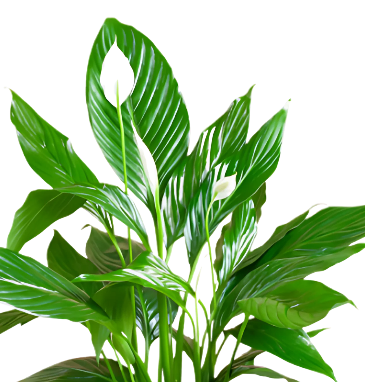 5er-Set | Monstera | Drachenbaum | Palmlilie | Goldfruchtpalme | Einblatt | +/- 45-70cm | ø 12-15cm Topf - Image 4