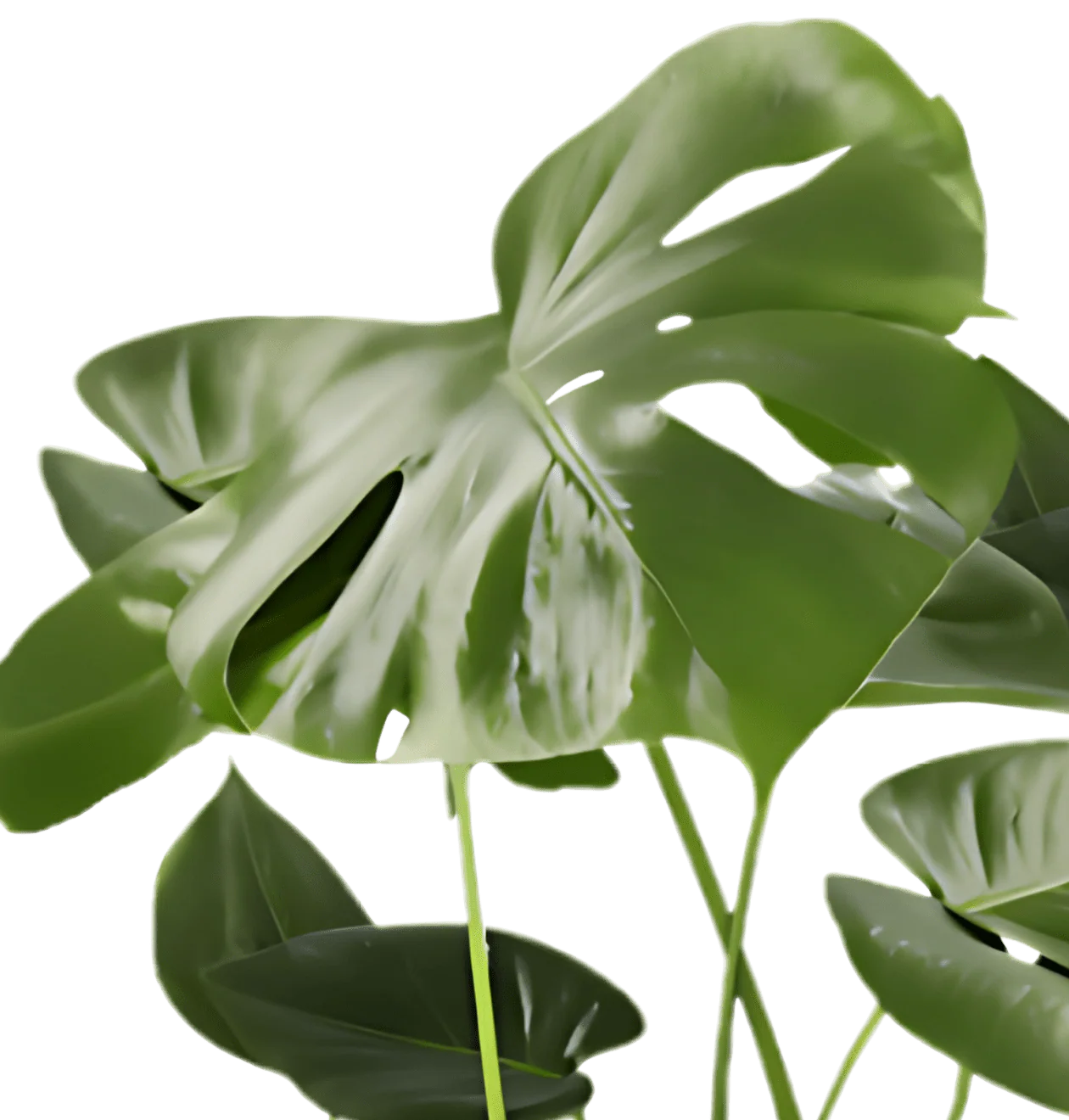 5er-Set | Monstera | Drachenbaum | Palmlilie | Goldfruchtpalme | Einblatt | +/- 45-70cm | ø 12-15cm Topf - Image 6