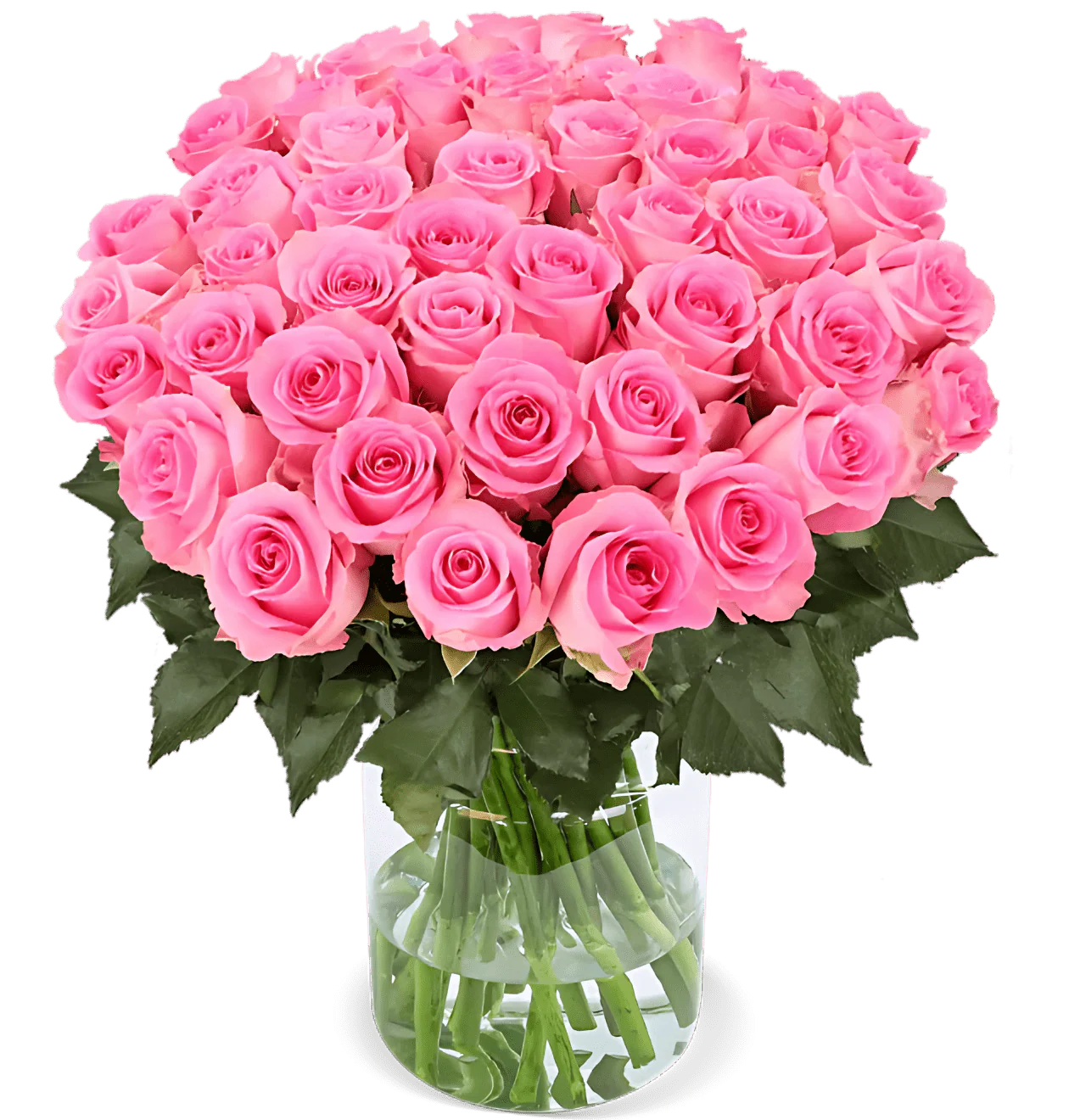 60 pinke Rosen
