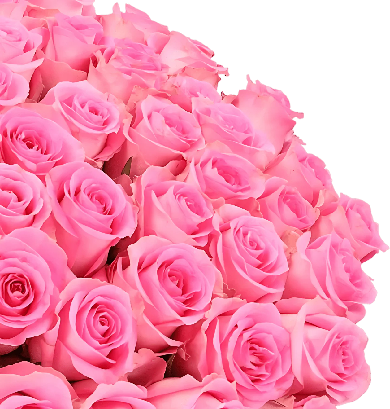 60 pinke Rosen - Image 2