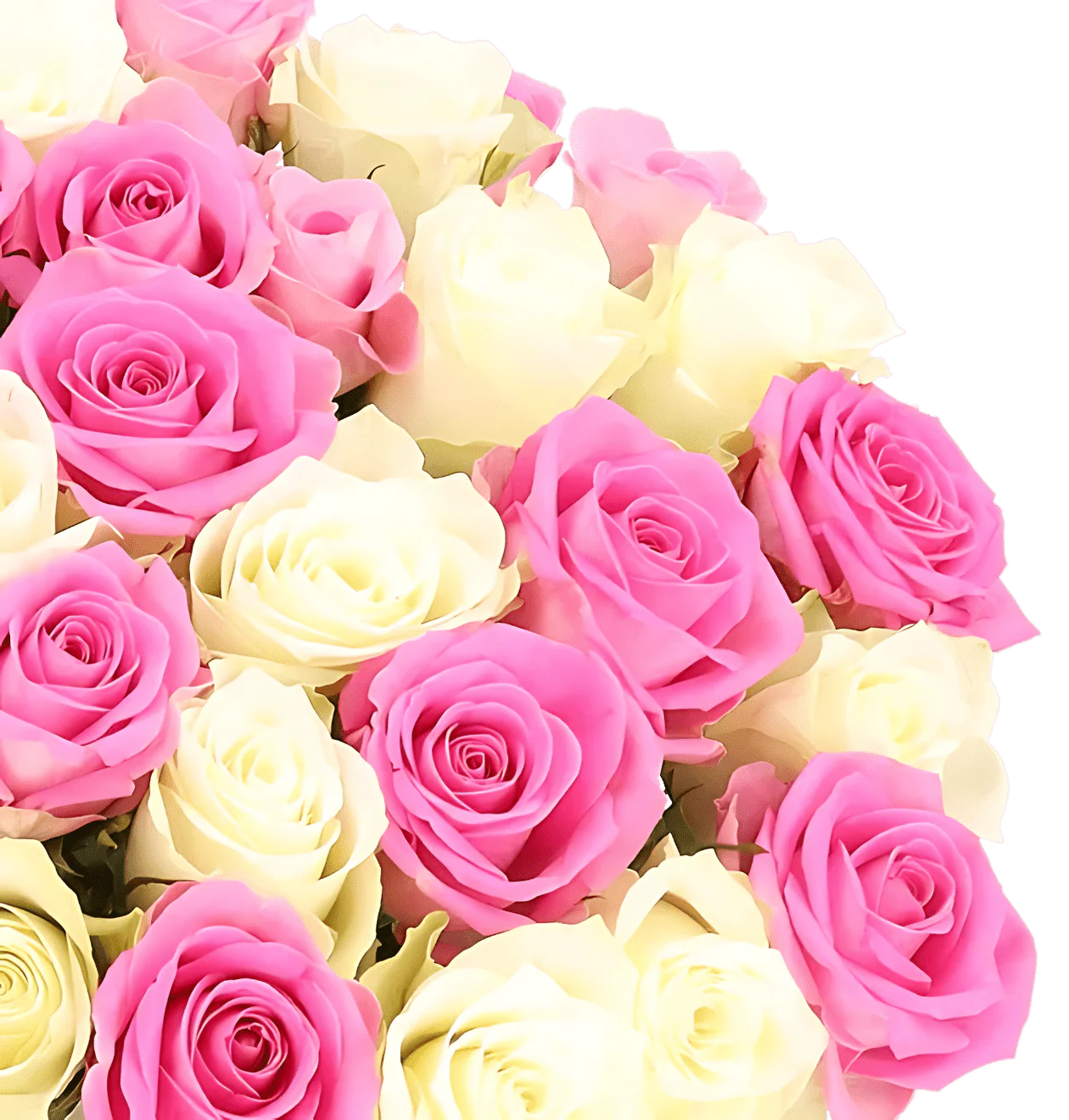 60 Rosen - "Candy Cotton" - Image 2