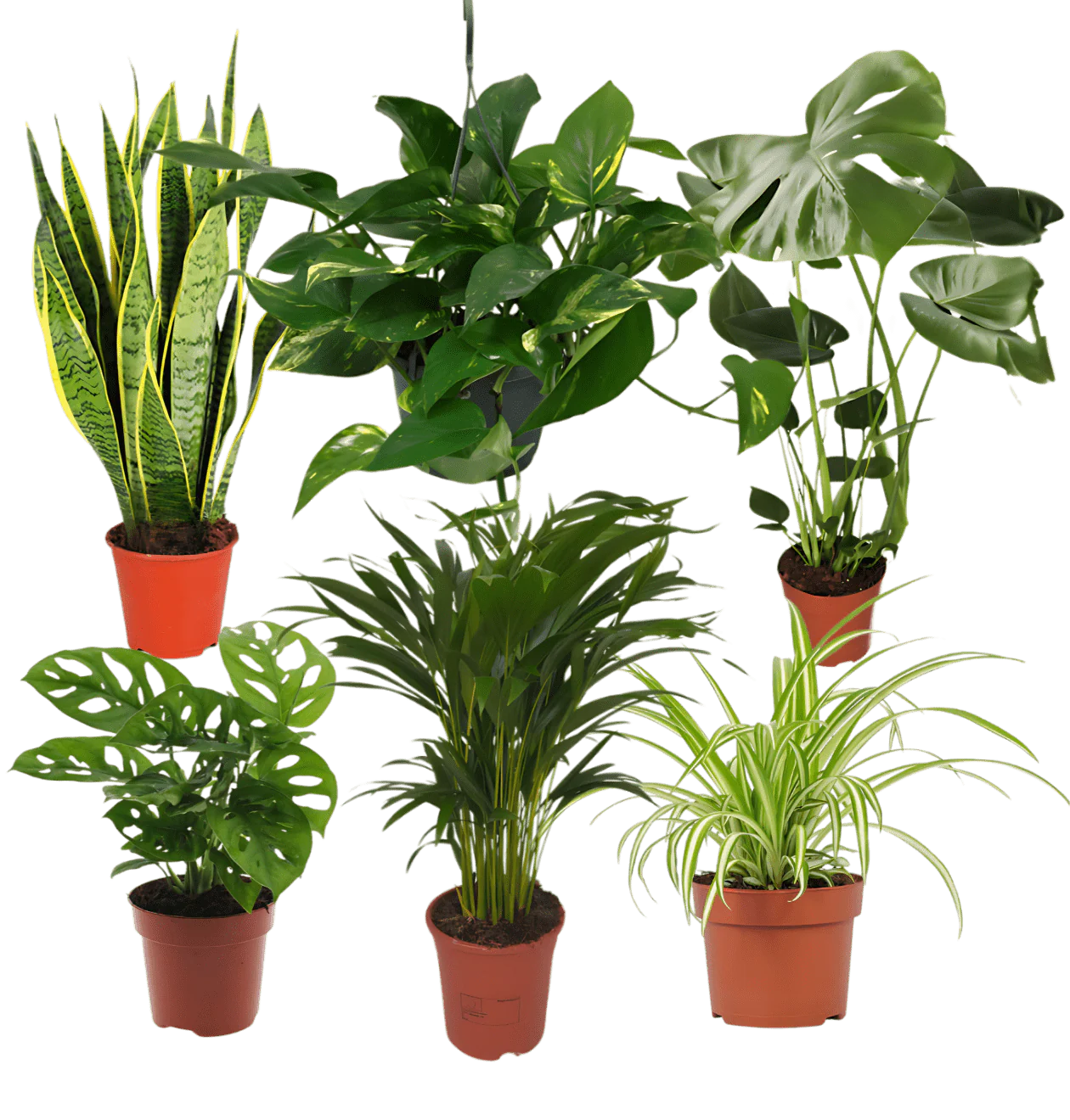 “EasyCare” Pflanzenset | 6er-Set | ca. 30-60 cm | Ø 12-15 cm Topf