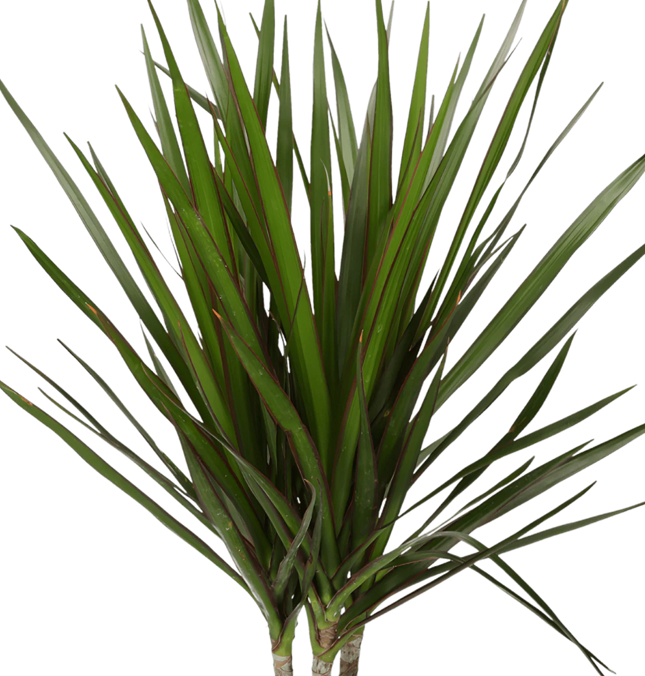 6er-Set “Exotischer Mix” | Goldfruchtpalme | Bergpalme | Dieffenbachie | Drachenbaum | Glückskastanie | Monstera | +/- 40-65cm | ø 12-15cm Topf - Image 4