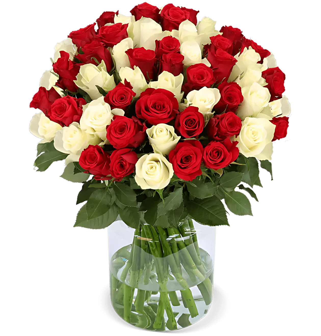 70 rot weiße Rosen