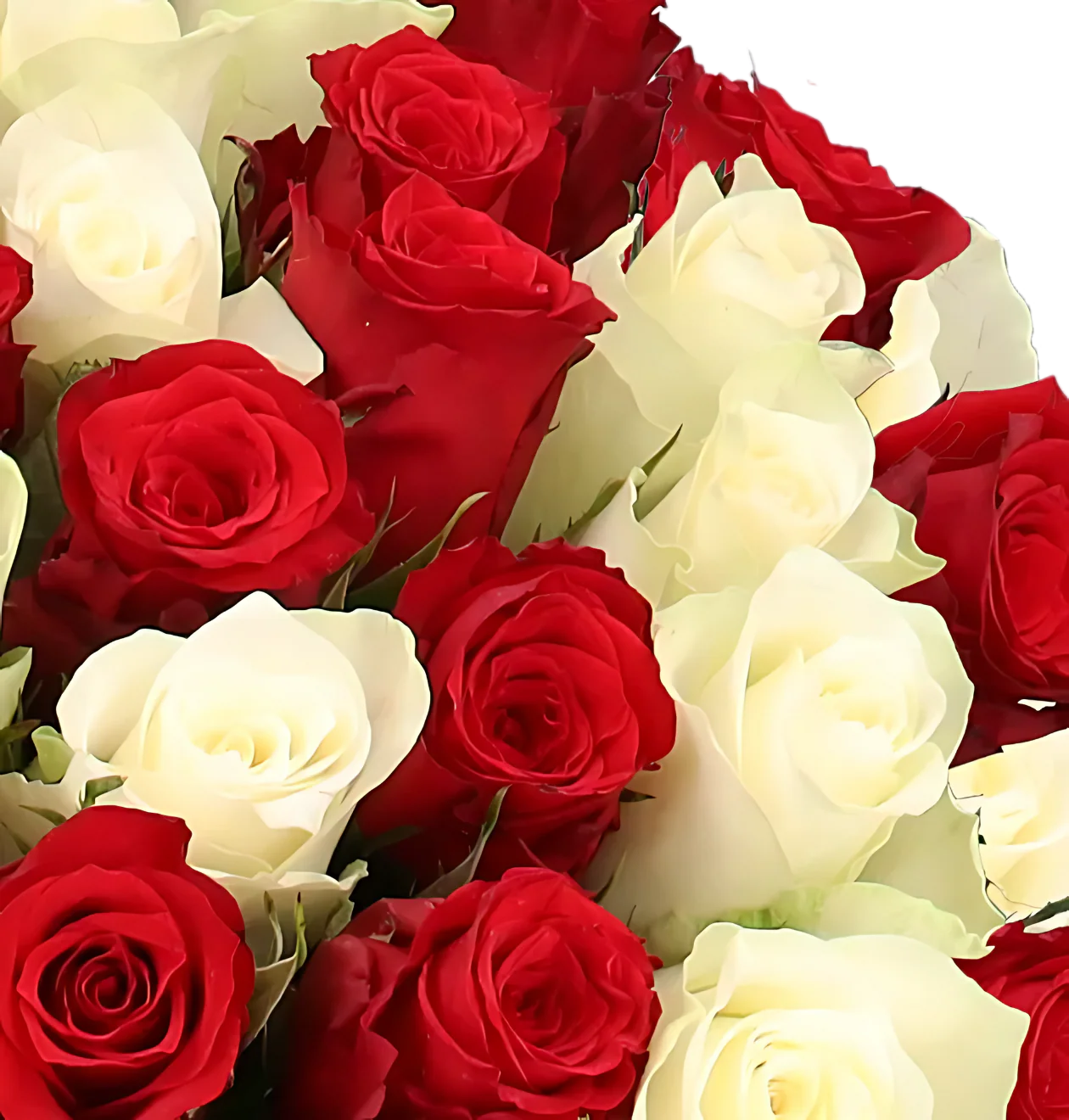 70 rot weiße Rosen - Image 2