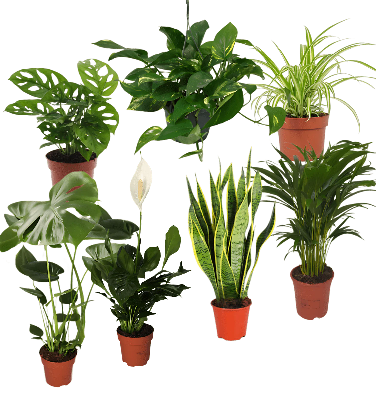 “EasyCare” Pflanzenset | 7er-Set | ca. 30-60 cm | Ø 12-15 cm Topf