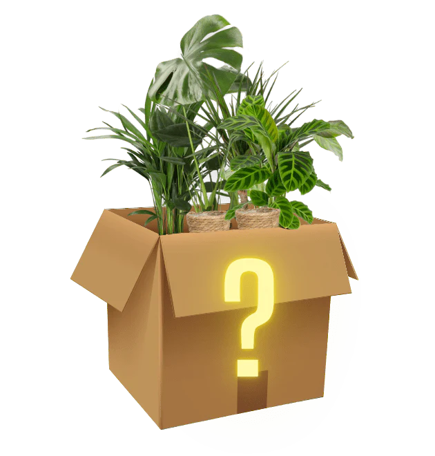 7er-Set "Mystery Box"