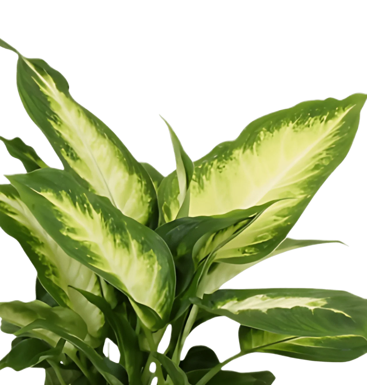 Dieffenbachia | 2er-Set | ca. 40-50 cm | Ø 12-15 cm Topf - Image 3