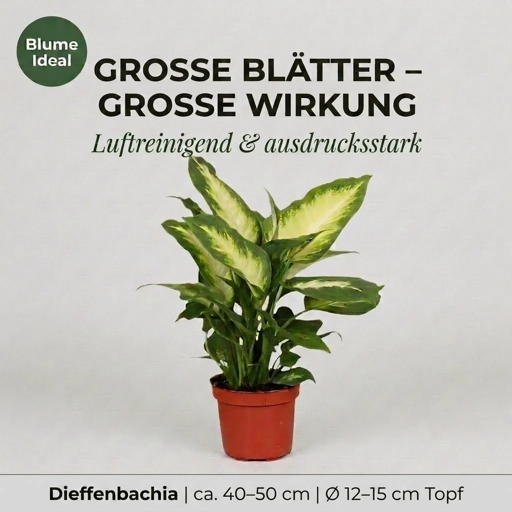 Dieffenbachia + 2x Zinktopf | 2er-Set | ca. 40-50 cm | Ø 12-15 cm Topf - Image 3