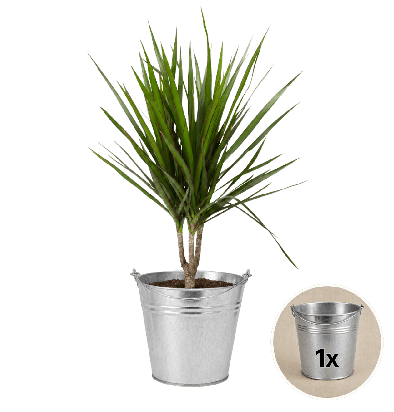 Drachenbaum + 1x Zinktopf | Dracaena | ca. 40-50 cm | Ø 12-15 cm Topf