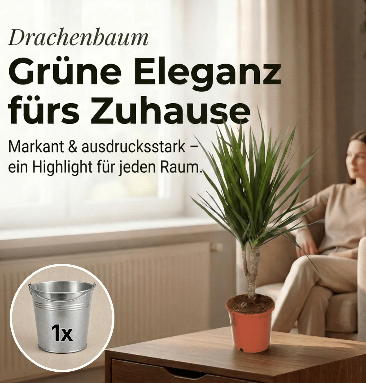 Drachenbaum + 1x Zinktopf | Dracaena | ca. 40-50 cm | Ø 12-15 cm Topf - Image 2