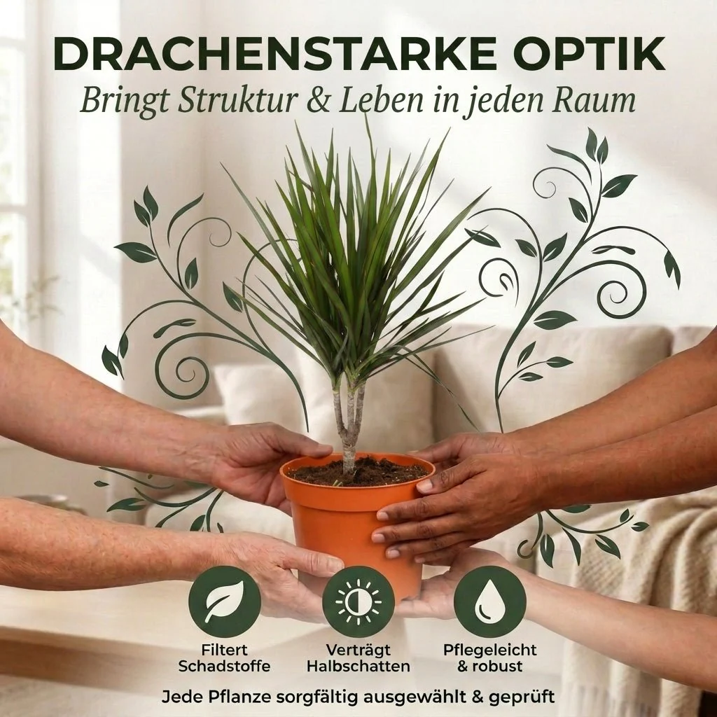 Drachenbaum + 1x Zinktopf | Dracaena | ca. 40-50 cm | Ø 12-15 cm Topf - Image 5