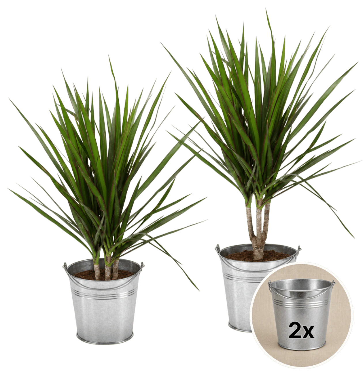 Drachenbaum + 2x Zinktopf | 2er-Set | Dracaena | ca. 40-50 cm | Ø 12-15 cm Topf