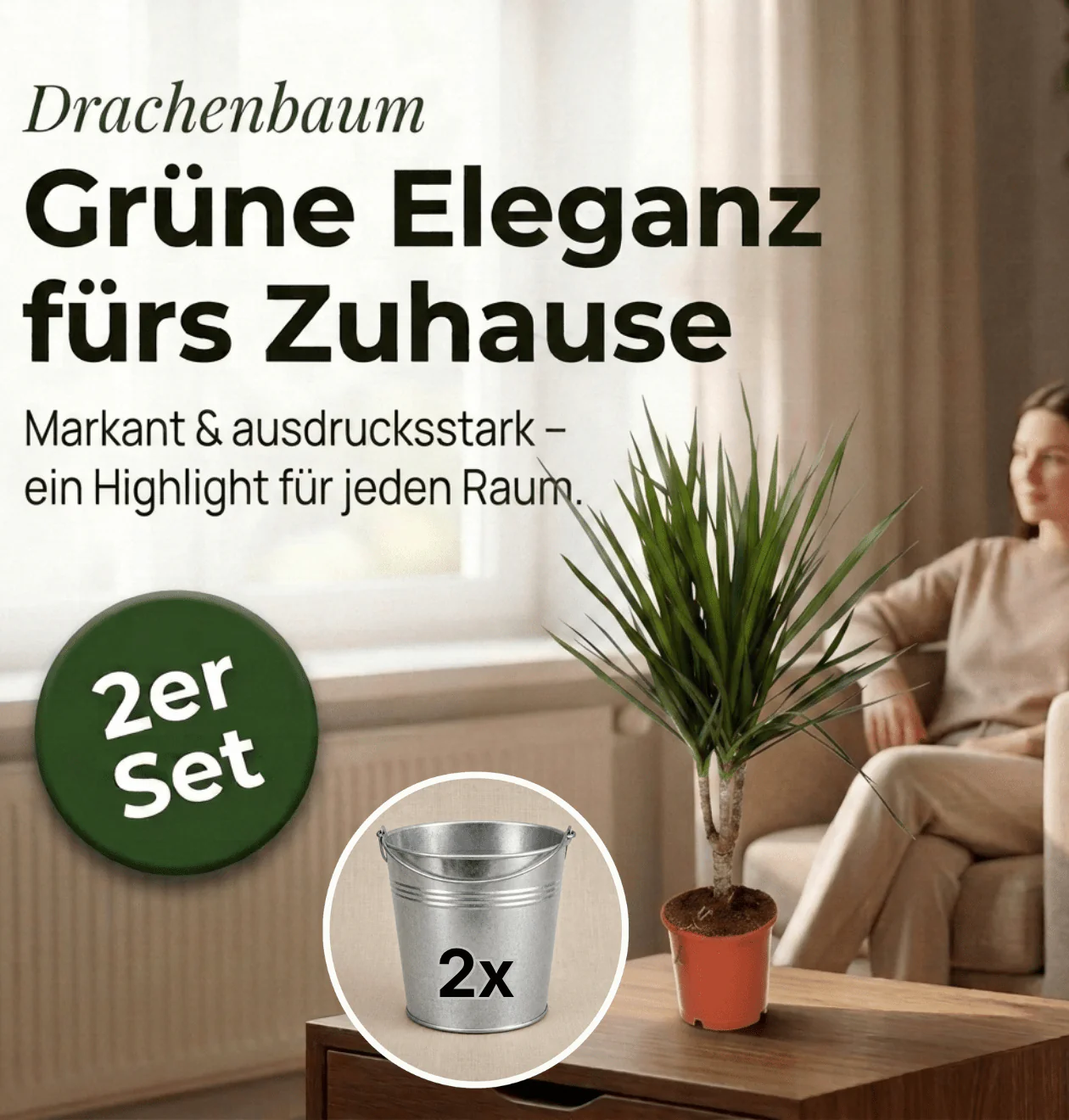 Drachenbaum + 2x Zinktopf | 2er-Set | Dracaena | ca. 40-50 cm | Ø 12-15 cm Topf - Image 2
