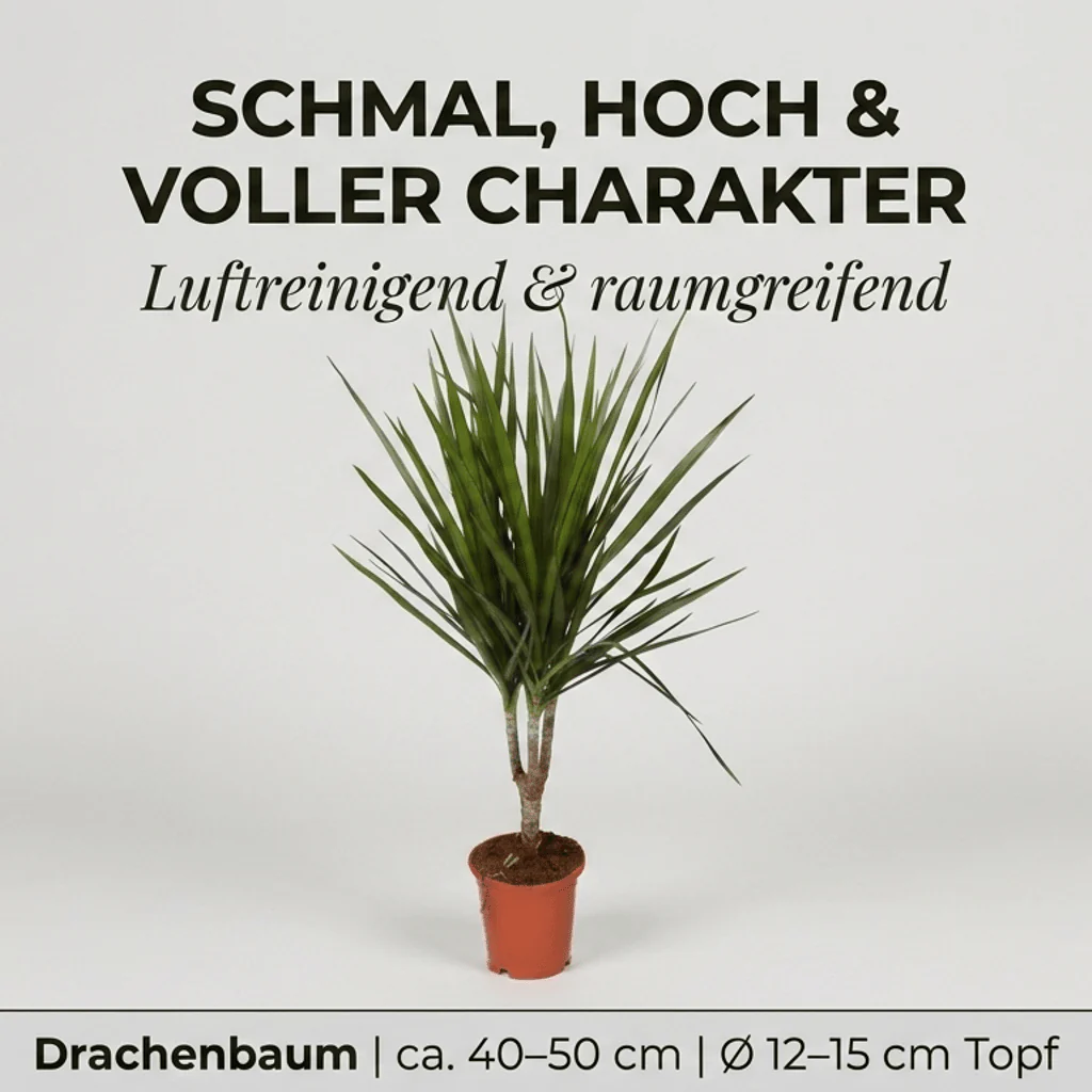 Drachenbaum + 2x Zinktopf | 2er-Set | Dracaena | ca. 40-50 cm | Ø 12-15 cm Topf - Image 3