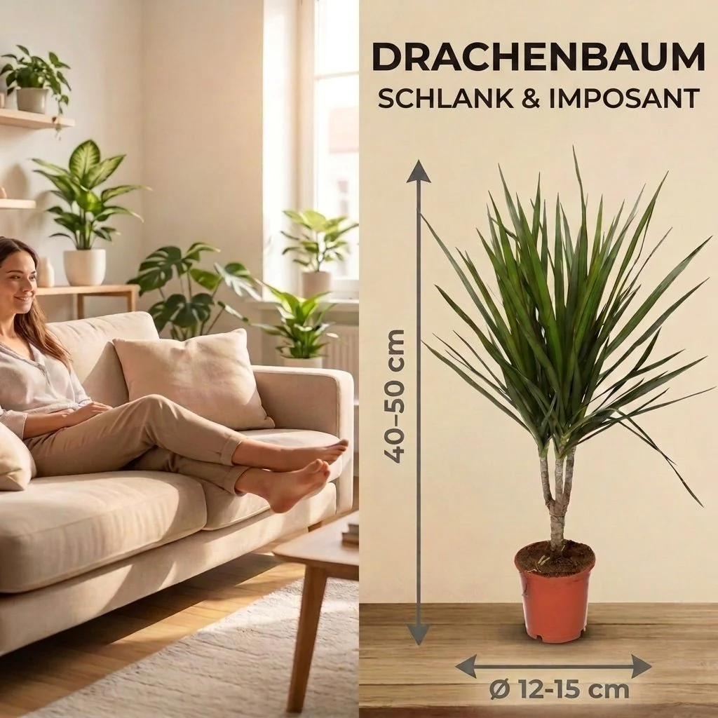 Drachenbaum + 2x Zinktopf | 2er-Set | Dracaena | ca. 40-50 cm | Ø 12-15 cm Topf - Image 6