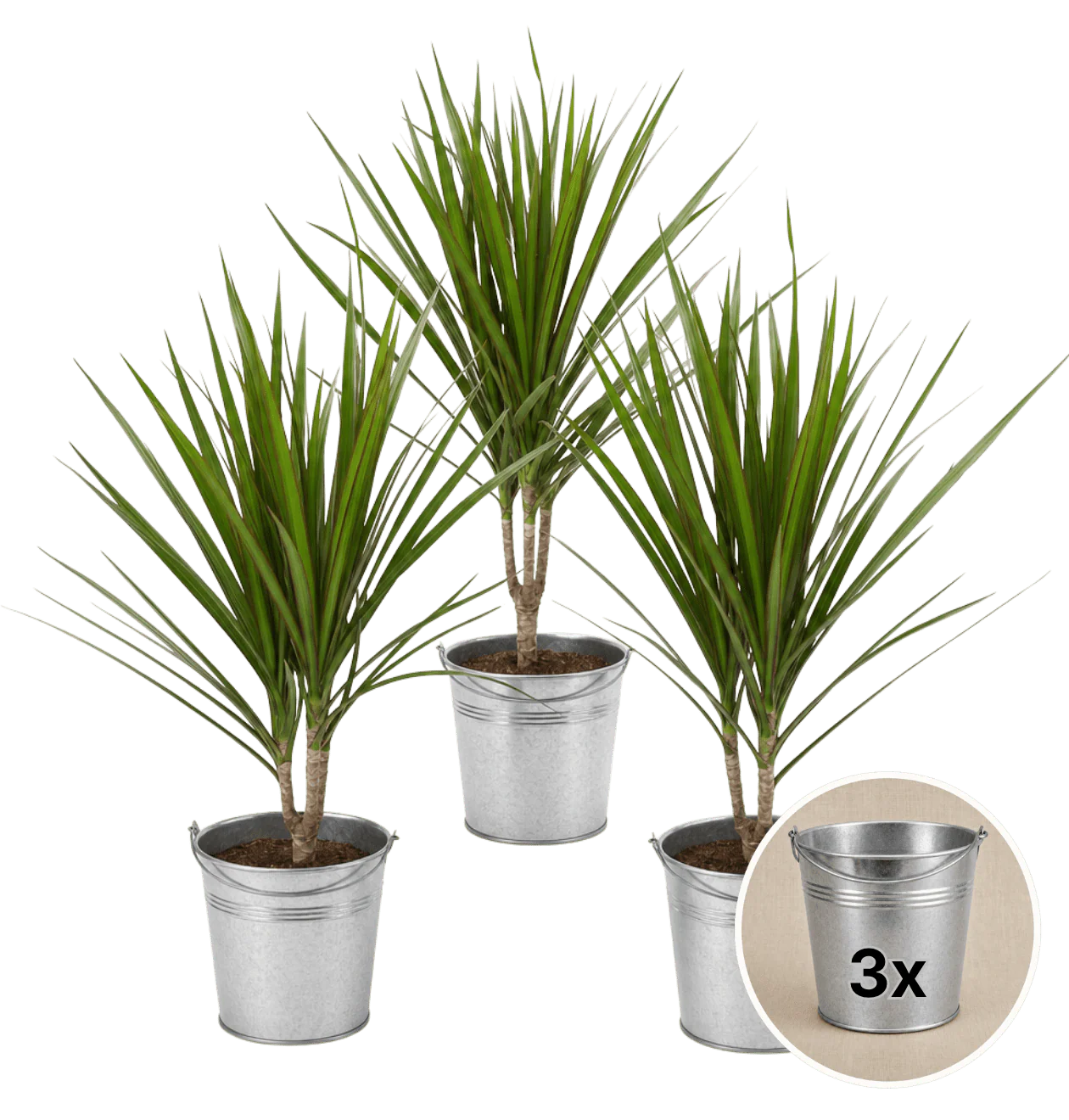 Drachenbaum + 3x Zinktopf | 3er-Set | Dracaena | ca. 40-50 cm | Ø 12-15 cm Topf