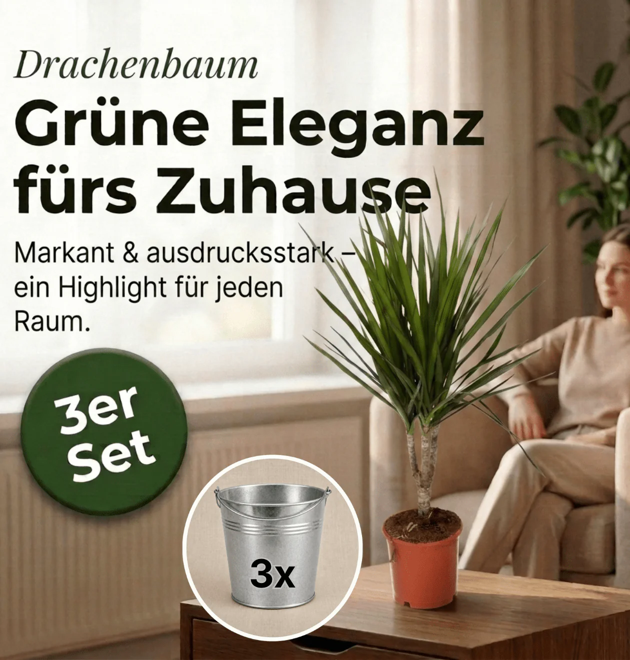 Drachenbaum + 3x Zinktopf | 3er-Set | Dracaena | ca. 40-50 cm | Ø 12-15 cm Topf - Image 2