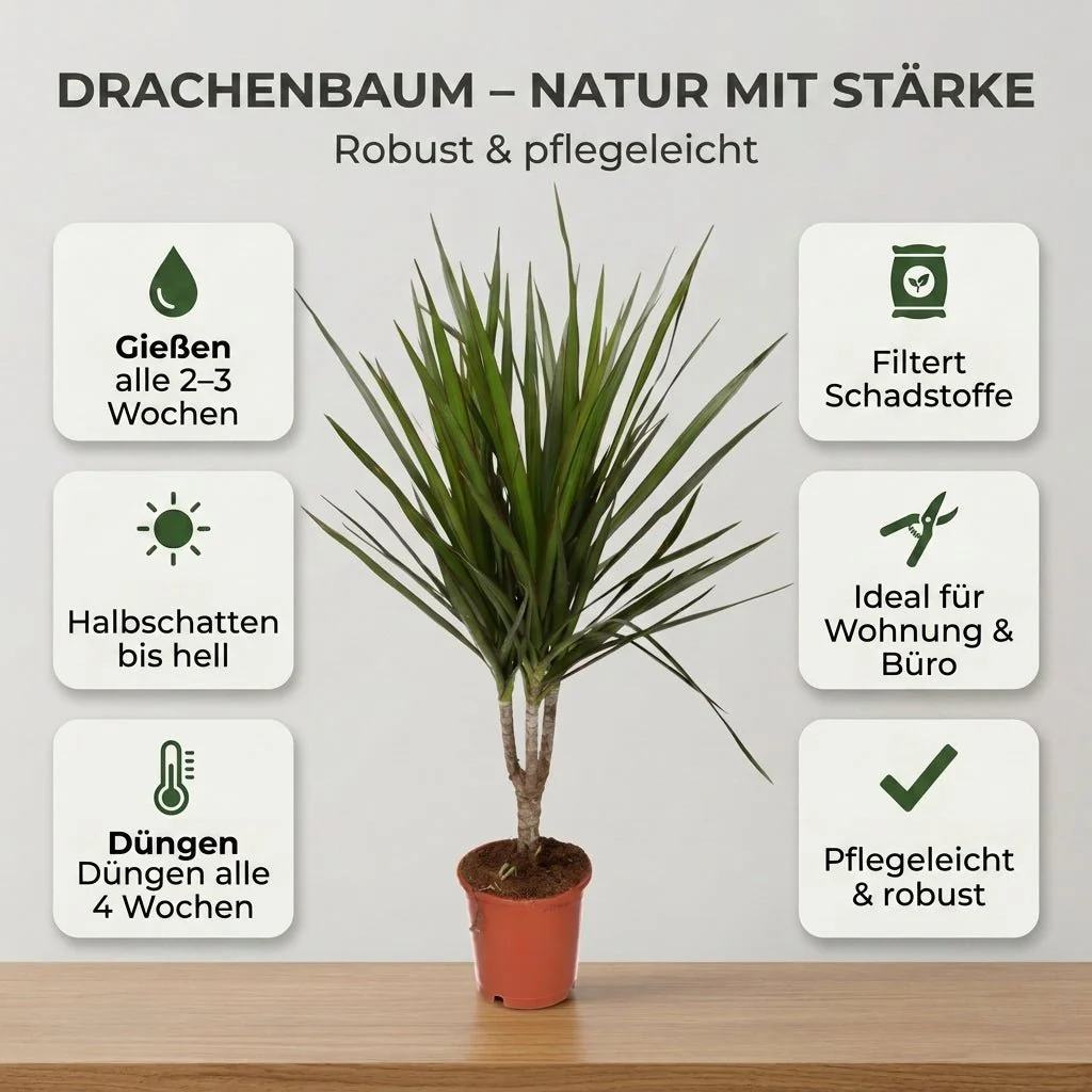 Drachenbaum + 3x Zinktopf | 3er-Set | Dracaena | ca. 40-50 cm | Ø 12-15 cm Topf - Image 4
