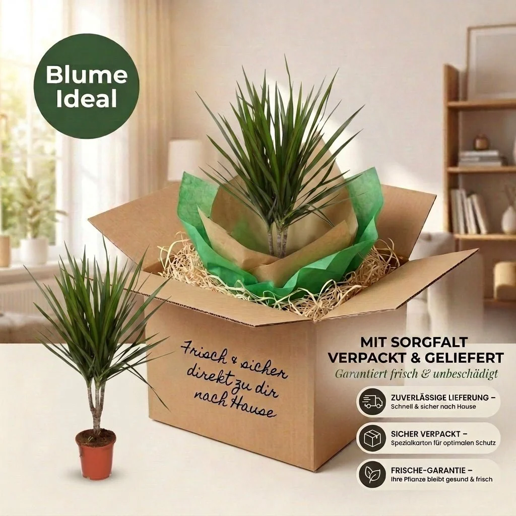 Drachenbaum + 3x Zinktopf | 3er-Set | Dracaena | ca. 40-50 cm | Ø 12-15 cm Topf - Image 7