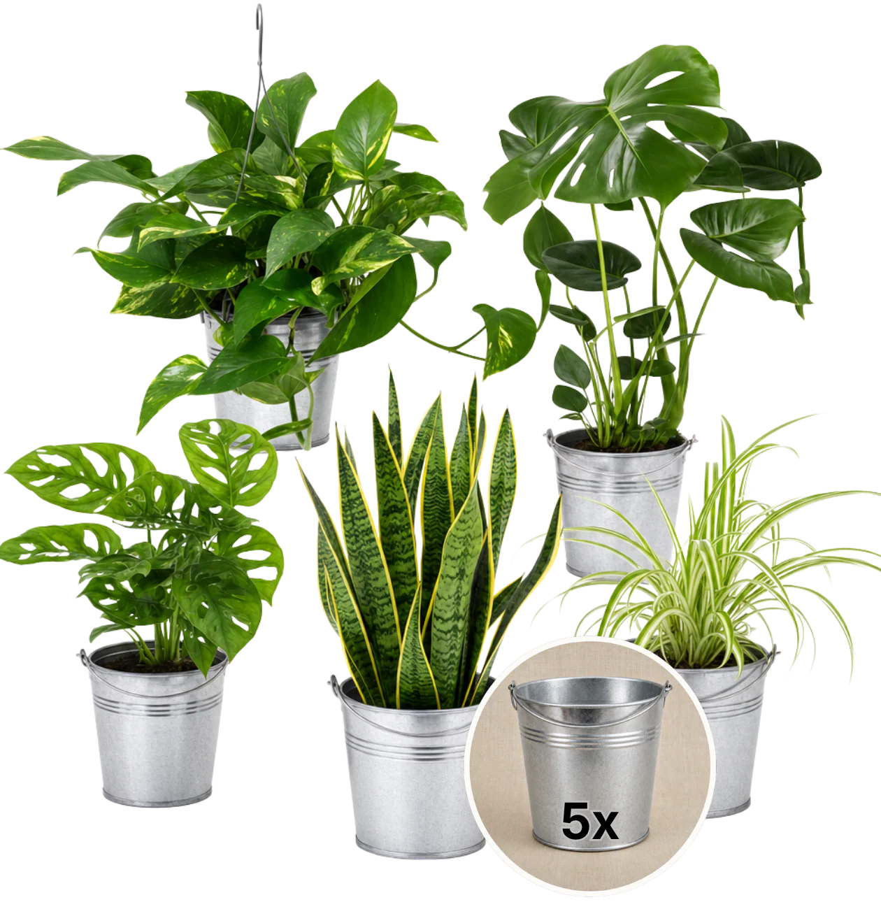 “EasyCare” Pflanzenset + 5x Zinktopf | 5er-Set | ca. 30-60 cm | Ø 12-15 cm Topf