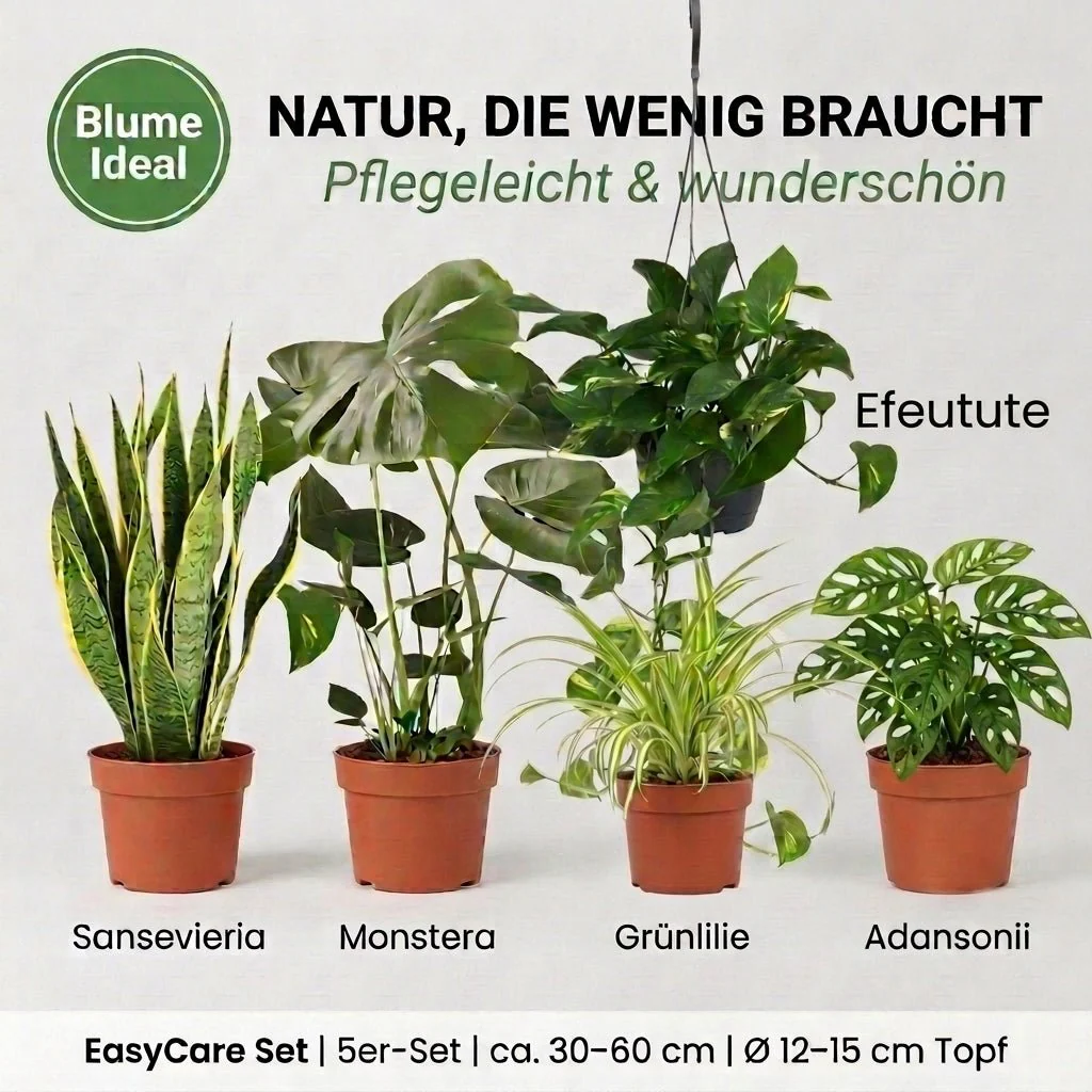 “EasyCare” Pflanzenset + 5x Zinktopf | 5er-Set | ca. 30-60 cm | Ø 12-15 cm Topf - Image 3