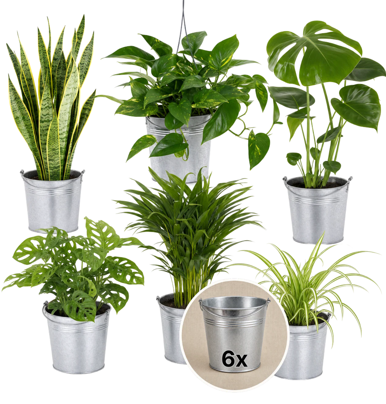 “EasyCare” Pflanzenset + 6x Zinktopf | 6er-Set | ca. 30-60 cm | Ø 12-15 cm Topf