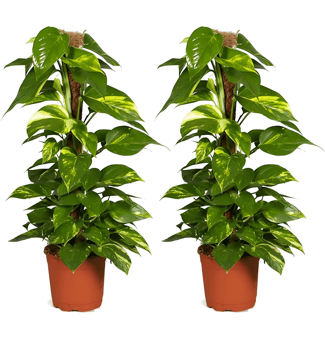 Efeutute am Moosstab | 2er-Set | Epipremnum Aureum | ca. 50-60 cm | Ø 12-15 cm Topf
