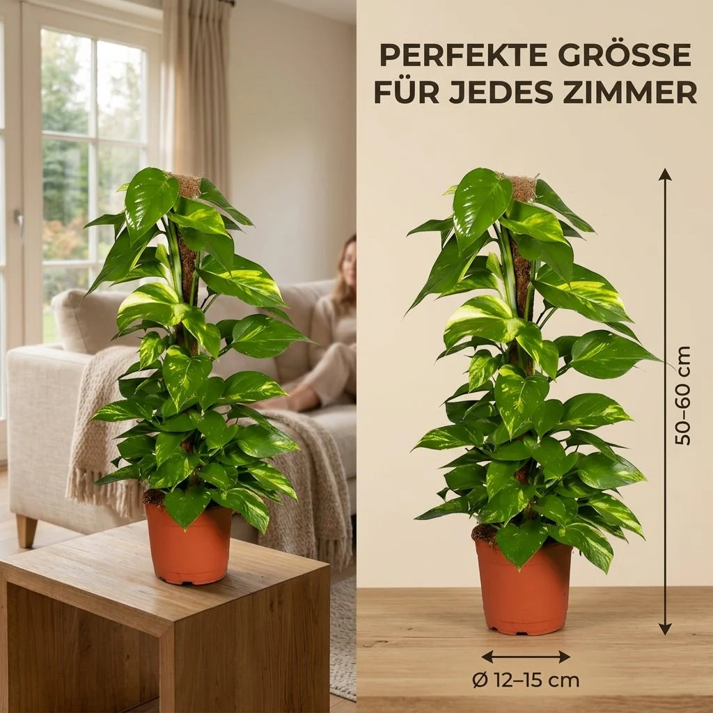 Efeutute am Moosstab + 2x Zinktopf | 2er-Set | Epipremnum Aureum | ca. 50-60 cm | Ø 12-15 cm Topf - Image 6