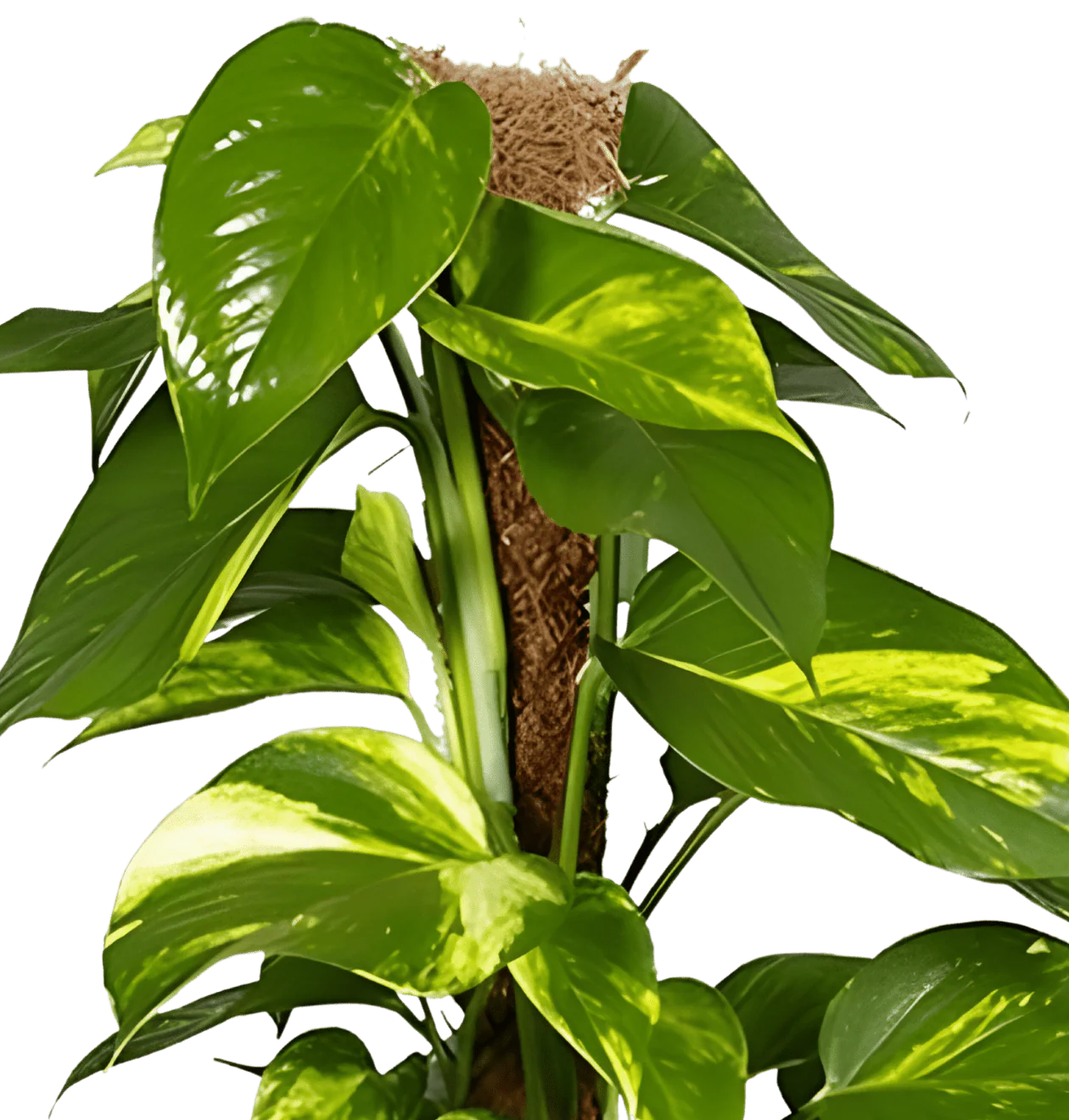 Efeutute am Moosstab | 3er-Set | Epipremnum Aureum | ca. 50-60 cm | Ø 12-15 cm Topf - Image 3