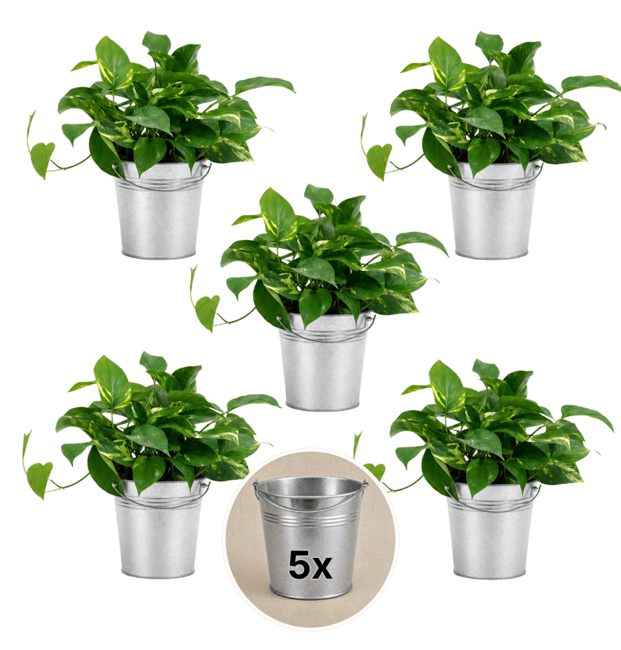 Efeutute (hängend) + 5x Zinktopf | 5er-Set | Epipremnum aureum | ca. 30-35 cm | Ø 12-15 cm Topf