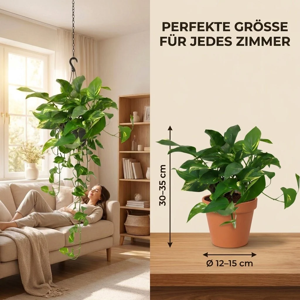 Efeutute (hängend) + 5x Zinktopf | 5er-Set | Epipremnum aureum | ca. 30-35 cm | Ø 12-15 cm Topf - Image 6