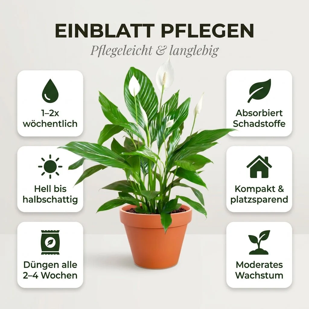 Einblatt + 1x Zinktopf | Spathiphyllum | ca. 40-50 cm | Ø 12-15 cm Topf - Image 4