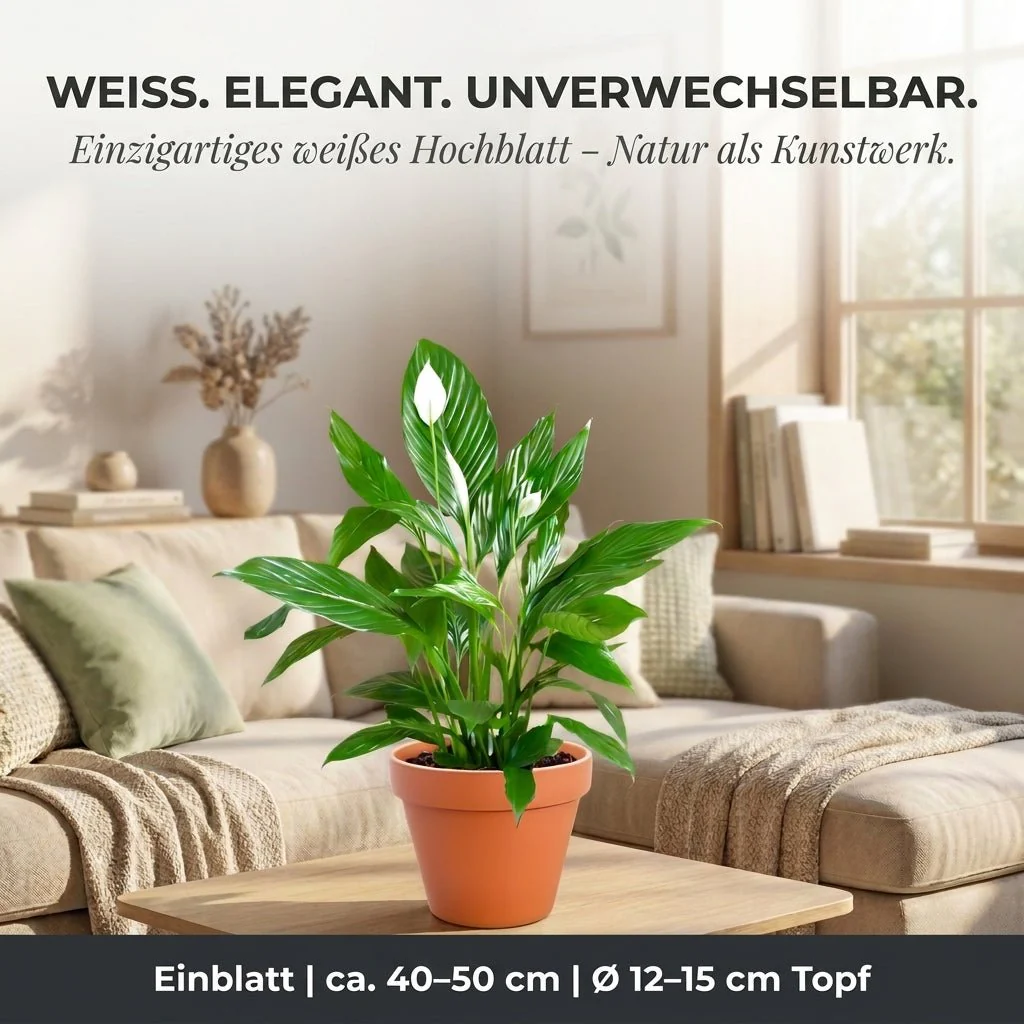 Einblatt + 2x Zinktopf | 2er-Set | Spathiphyllum | ca. 40-50 cm | Ø 12-15 cm Topf - Image 3