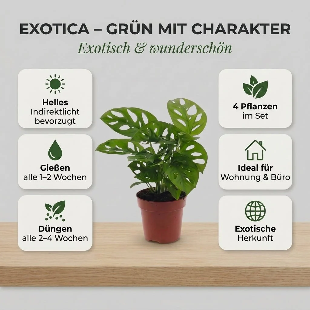 “Exotica” Pflanzenset + 4x Zinktopf | 4er-Set | ca. 25-50 cm | Ø 12-15 cm Topf - Image 4